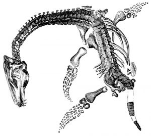 Anning_plesiosaur