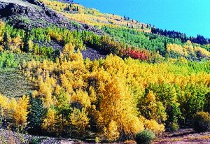 Colorado Aspen mountain view