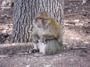 Barbary macaque