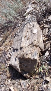 petrified log