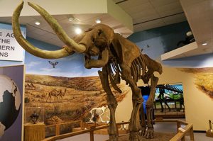 Skeletal replica of a mammoth