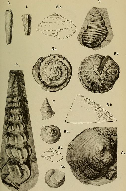 Triassic Cephalopoda page