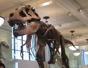 Tyrannosaurus Rex 