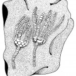 Crinoids JPG