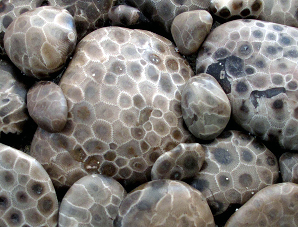 Petoskey Stones | Rock & Gem Magazine