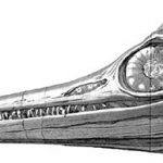 Ichthyosaur Skull