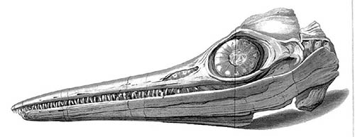 Ichthyosaur Skull Ichthyosaur Skull