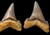 Carcharocles angustidens Teeth