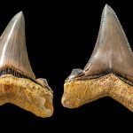 Carcharocles angustidens Teeth