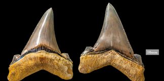 Carcharocles angustidens Teeth