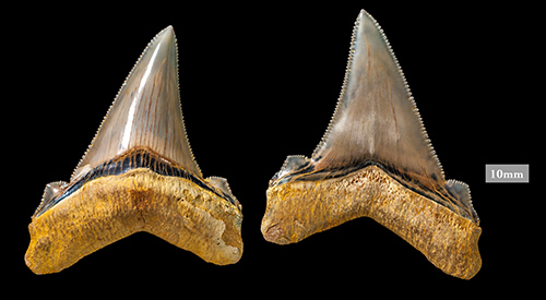 Carcharocles angustidens Teeth