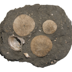 Fossil-Sand-Dollars-Photo-2