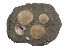 fossil-sand-dollars