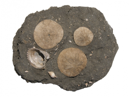 Fossil Sand Dollars: How They Form fossil sand dollars grouped in one sand specimen