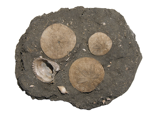 Sea Urchin Fossil Fossilized Sand Dollars Echinoderm Fossils