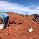 In the field digging for rocks