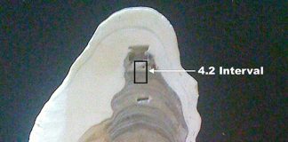 Meghalayan stalagmite