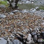Heaping pile of concretions