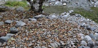 Heaping pile of concretions