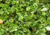 large bunch of olivine crystals known as Hawaiian gemstones