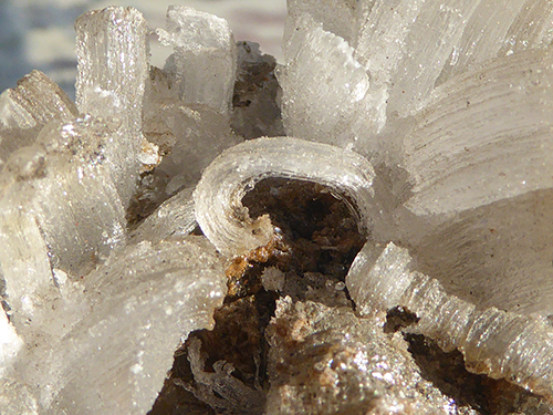 Ram's horn selenite