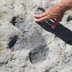 Ornithopod track