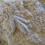 Footprints in the Sands of Time Are Disappearing Bipedal dino track