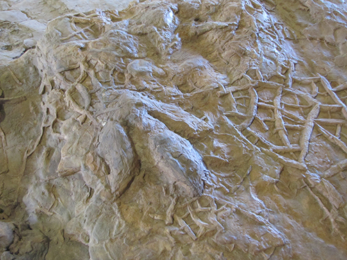 Bipedal dino track Bipedal dino track