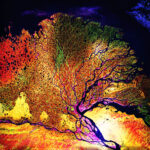 The Lena River, one of the largest rivers in the world. Satellite view colorful ultrared collage.