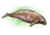 Steller’s sea cow