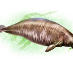 Steller’s sea cow