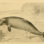 AncientSeaCow