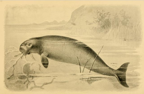 AncientSeaCow AncientSeaCow