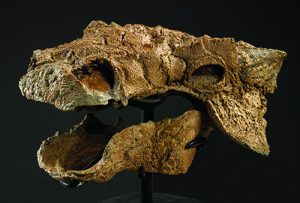 Zuul skull
