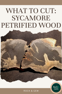sycamore-petrified-wood