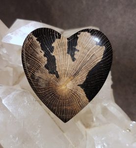 sycamore-petrified-wood