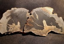 sycamore-petrified-wood