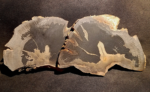 sycamore-petrified-wood