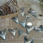 Large shark and mammoth teeth