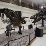 Museum Texas Tech display