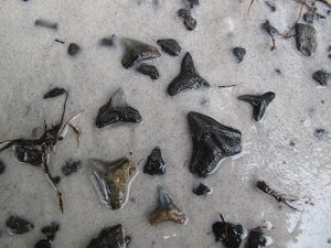 Florida Fossil Identification Chart