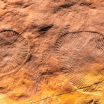 Hollows left by Dickinsonia specimens in seafloor mats. Dickinsonia are species in the Ediacara biota.
