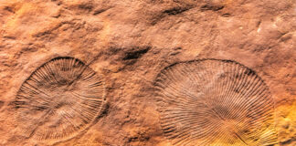 Hollows left by Dickinsonia specimens in seafloor mats. Dickinsonia are species in the Ediacara biota.