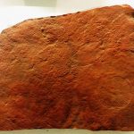 Dickinsonia specimen