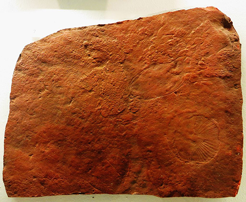 Dickinsonia specimen Dickinsonia specimen