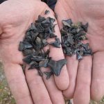 Screening for shark teeth