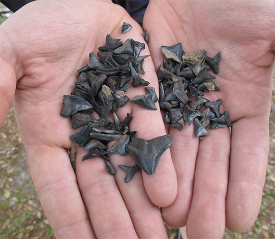 Screening for shark teeth Screening for shark teeth