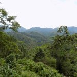 Jungle of Sulawesi