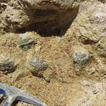 Nest of thunder eggs