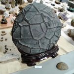 Septarian nodule